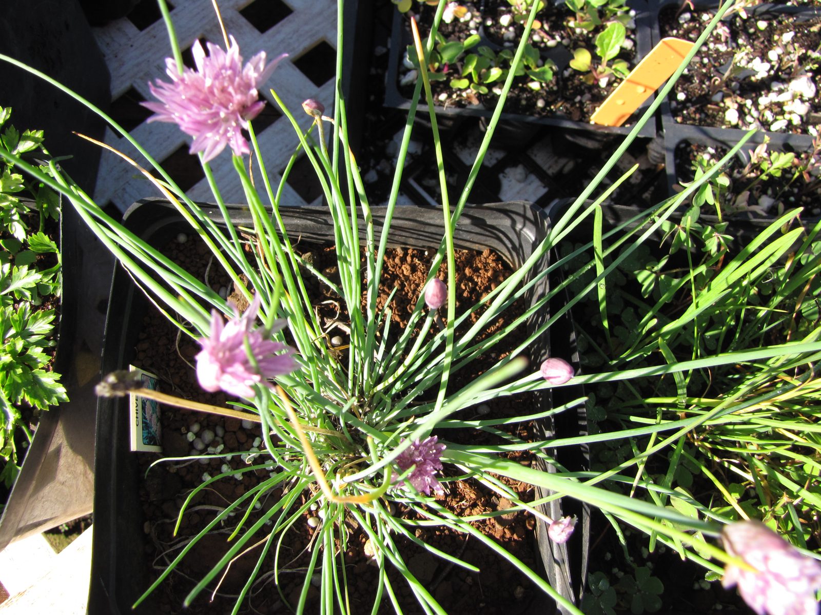 Chives with pink flowers growing in a pot