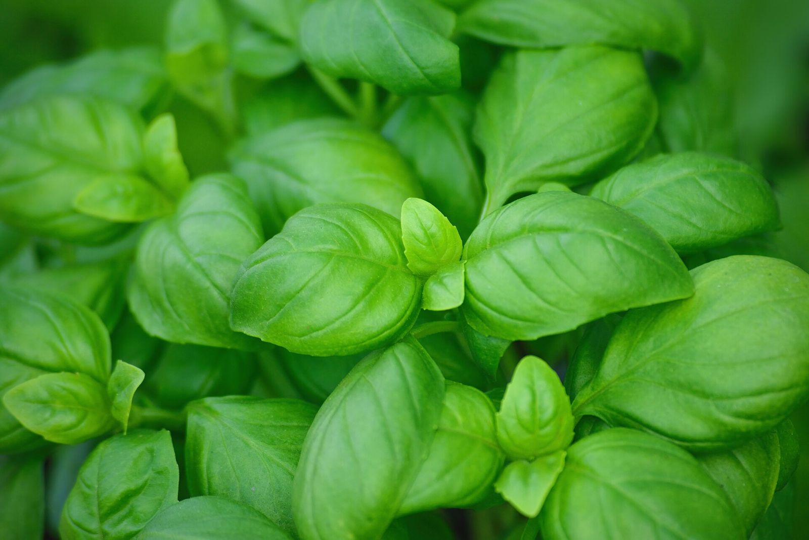 Fresh green basil leaves