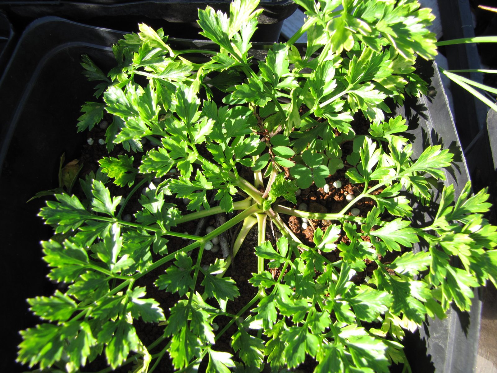Flat-leaf parsley growing in a pot