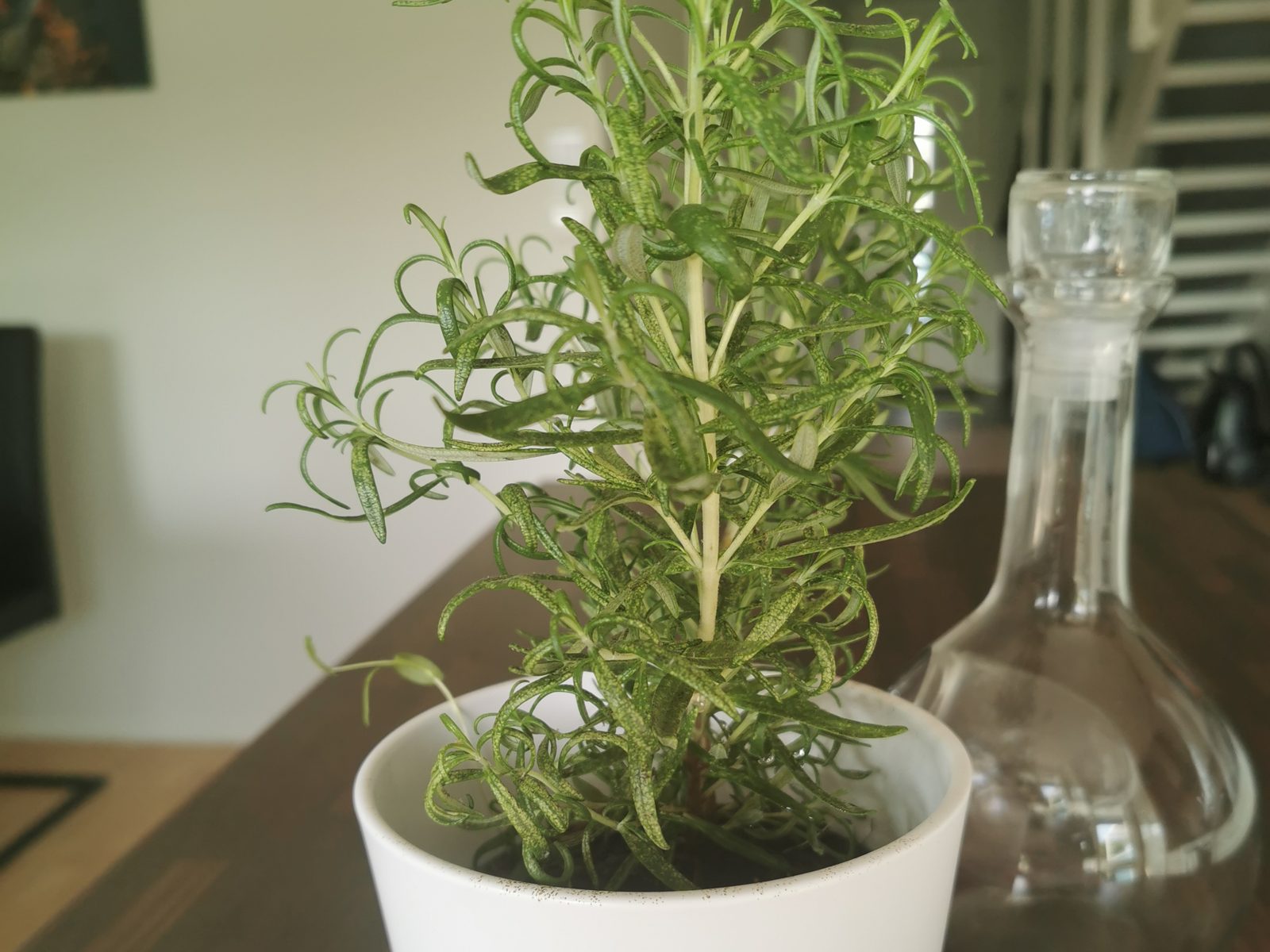 Rosemary plant in a white pot indoors