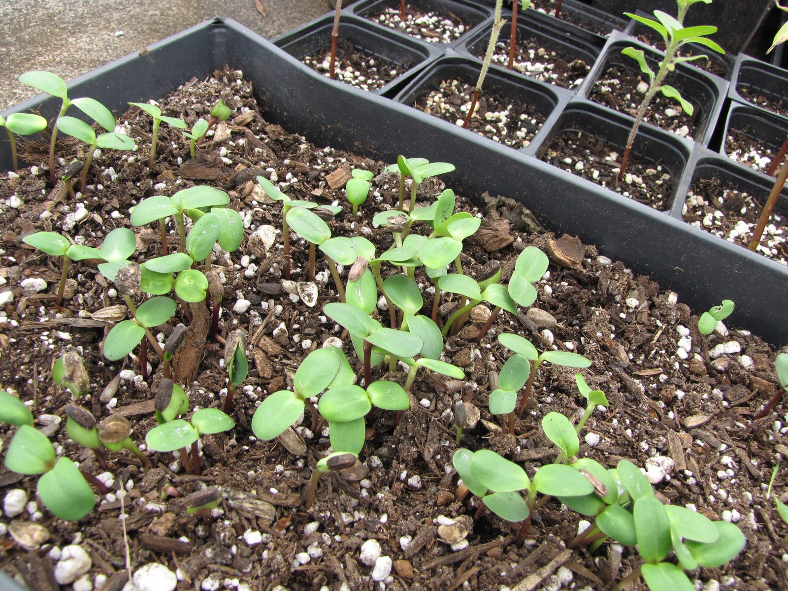 Seedlings sprouting in a seed tray