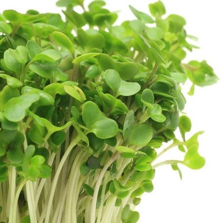 Broccoli sprouts from SeedsNow