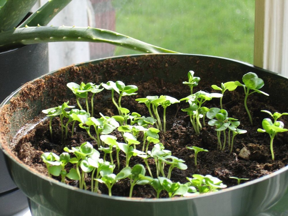 Young basil plants in a pot on a windowsill